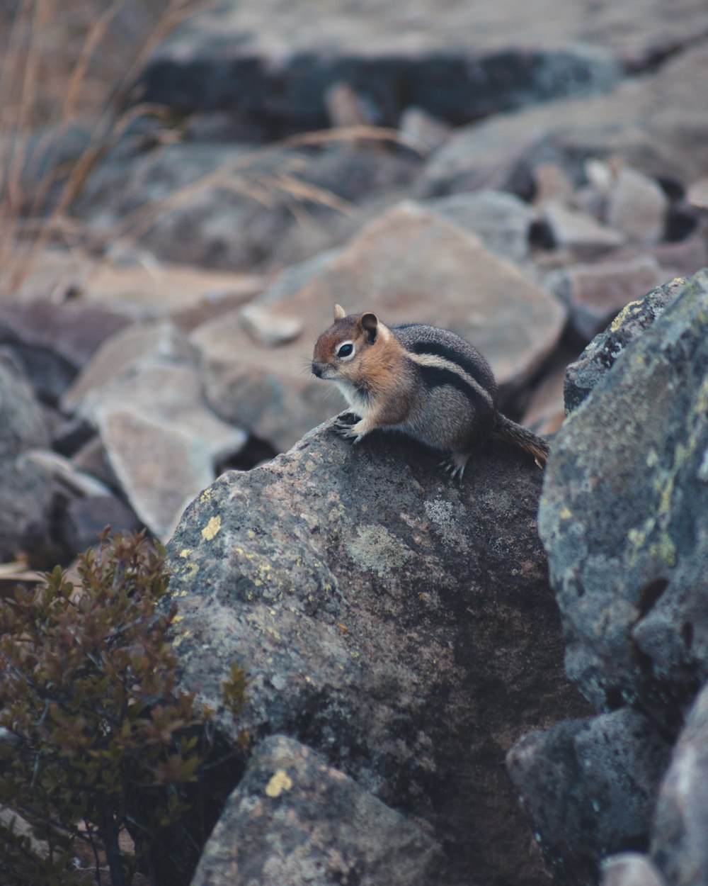a small squirrel sitting on top of a rock