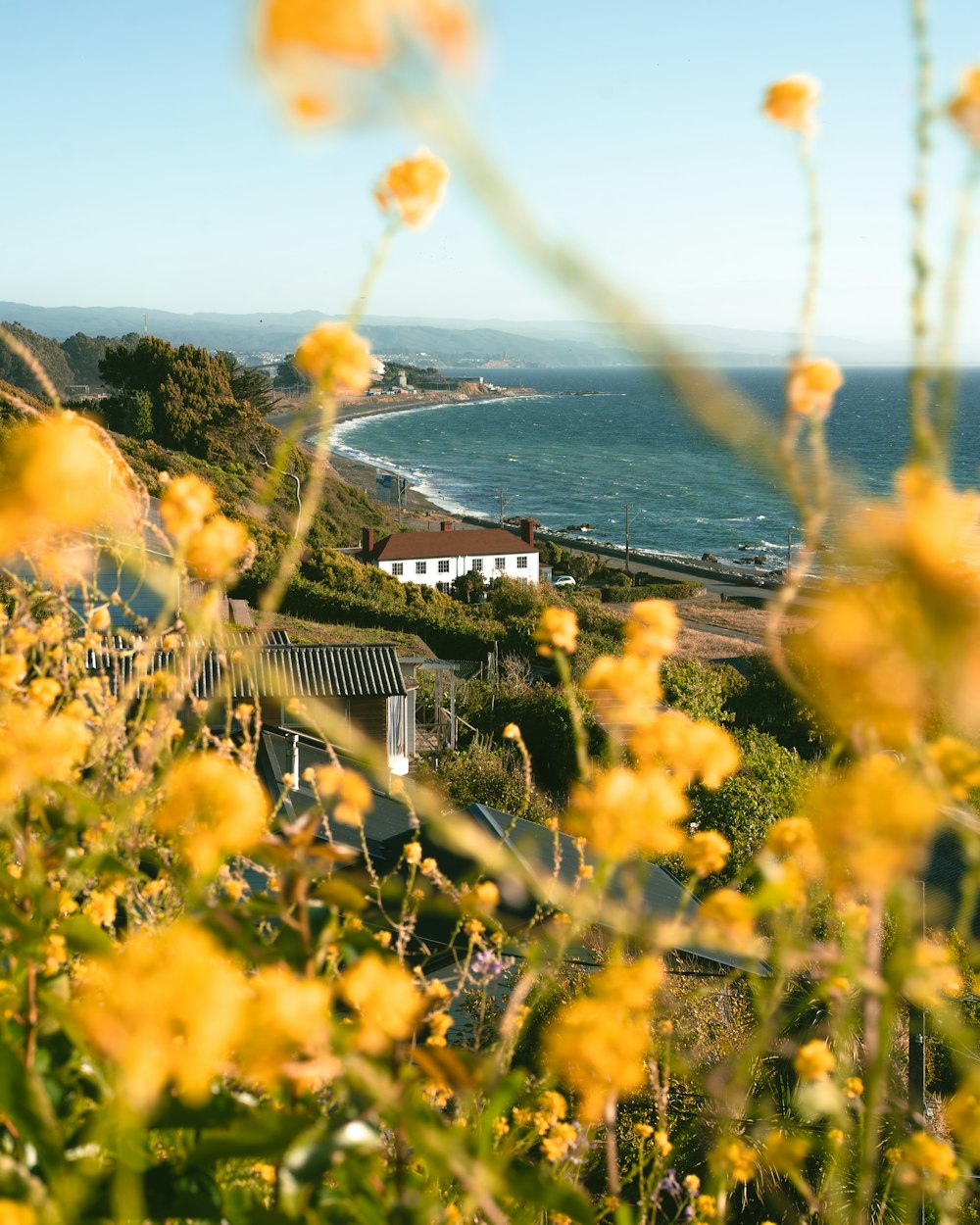 a view of the ocean from a hill with yellow flowers