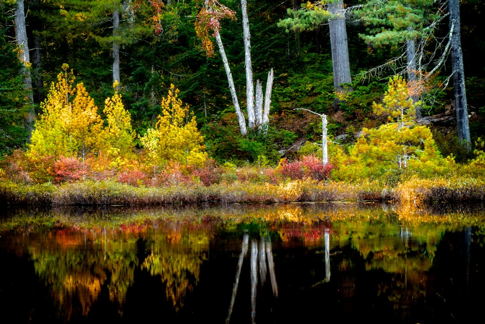 a body of water surrounded by lots of trees