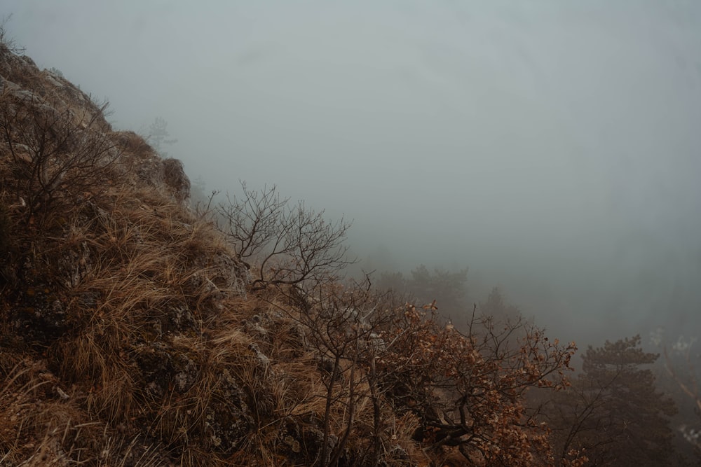 a foggy hillside with trees and bushes in the foreground