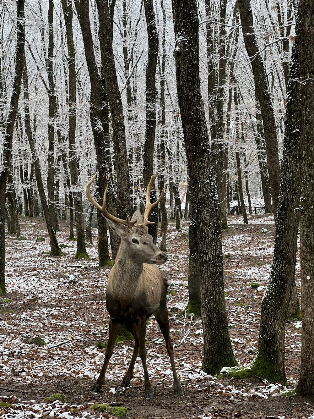 um cervo em pé no meio de uma floresta