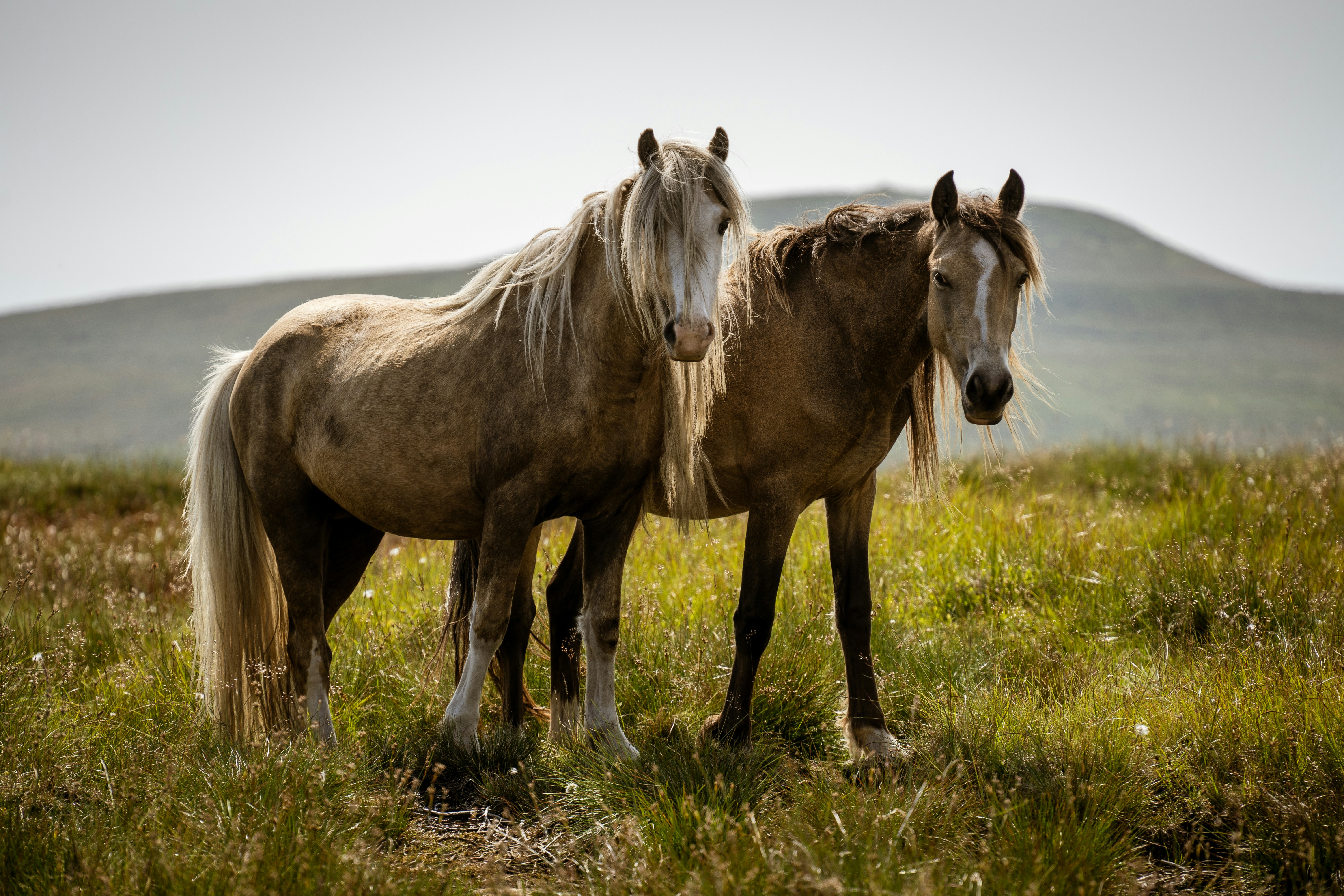 a couple of horses standing on top of a lush green field