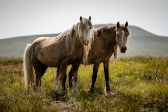 a couple of horses standing on top of a lush green field