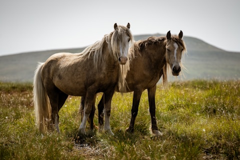 a couple of horses standing on top of a lush green field