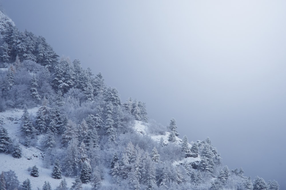 a mountain covered in snow with lots of trees