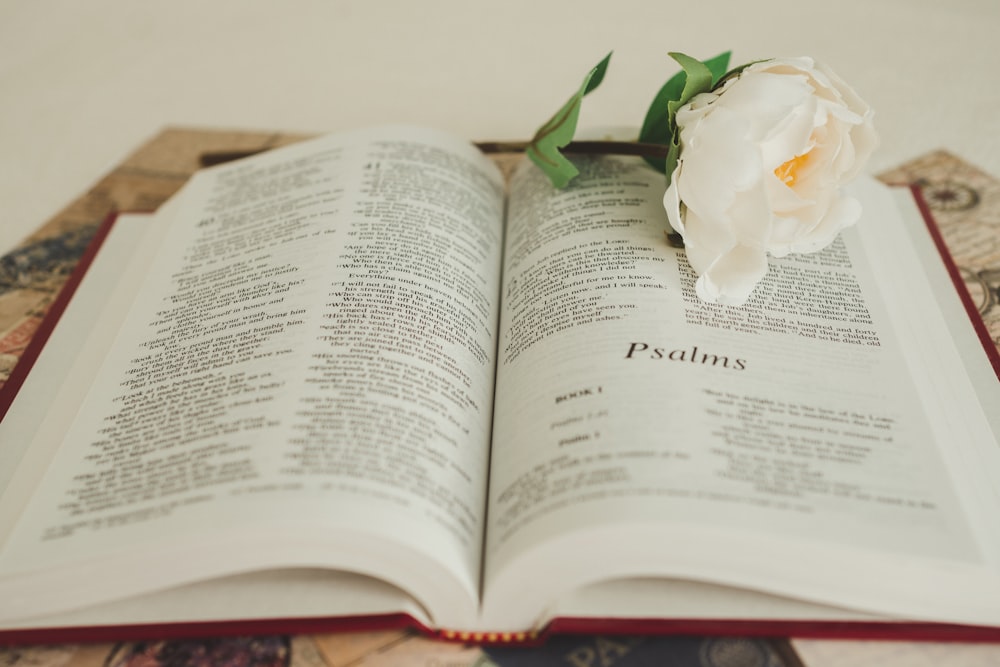 a white flower sitting on top of an open book
