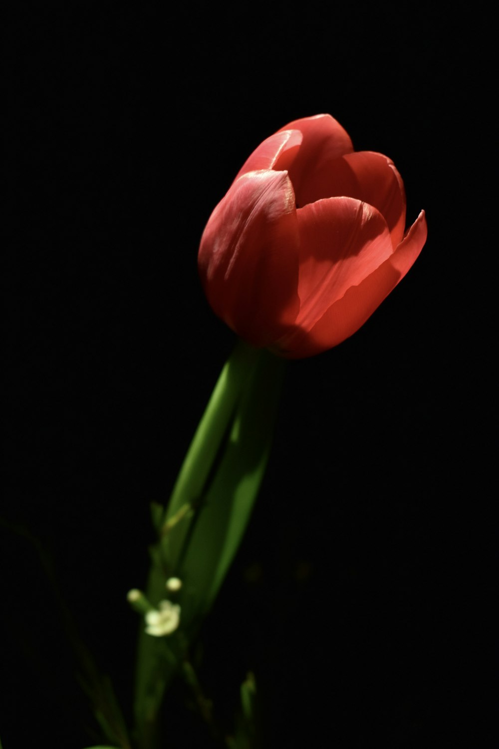 a single red tulip with a black background