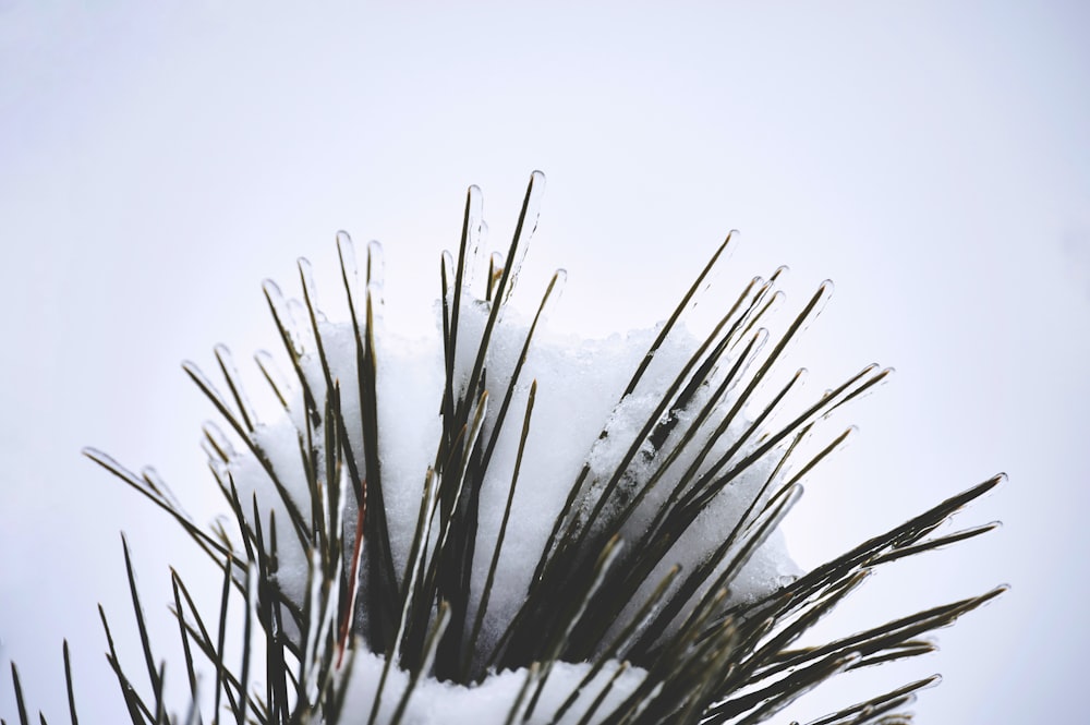 a close up of a pine tree with snow on it