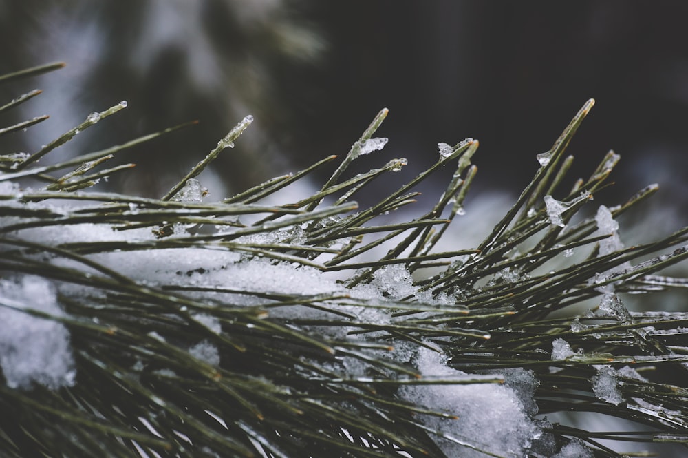 a close up of a pine tree with snow on it