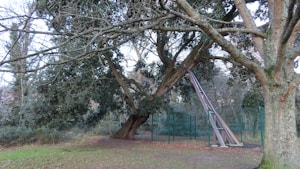 Consolidamento Alberi