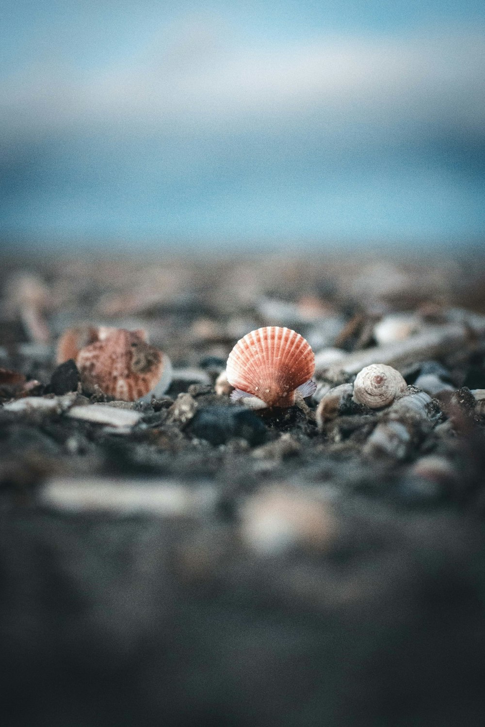a group of sea shells sitting on top of a rocky beach