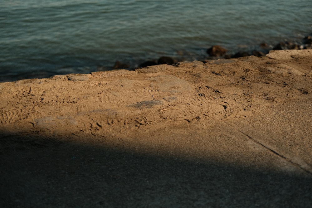 Ein Vogel steht auf dem Sand am Wasser