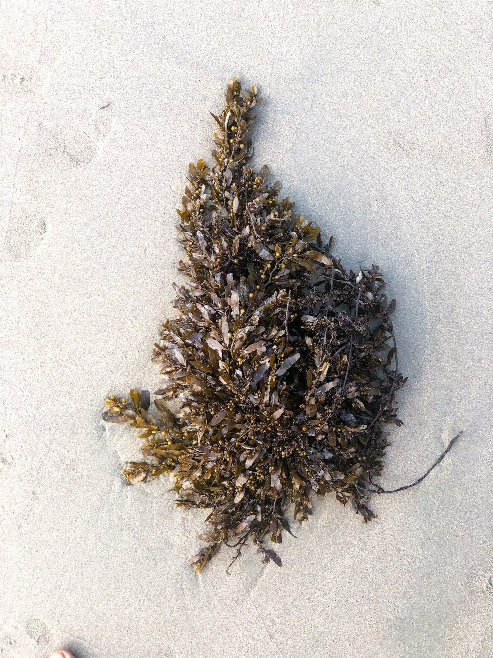 a bunch of seaweed on the beach