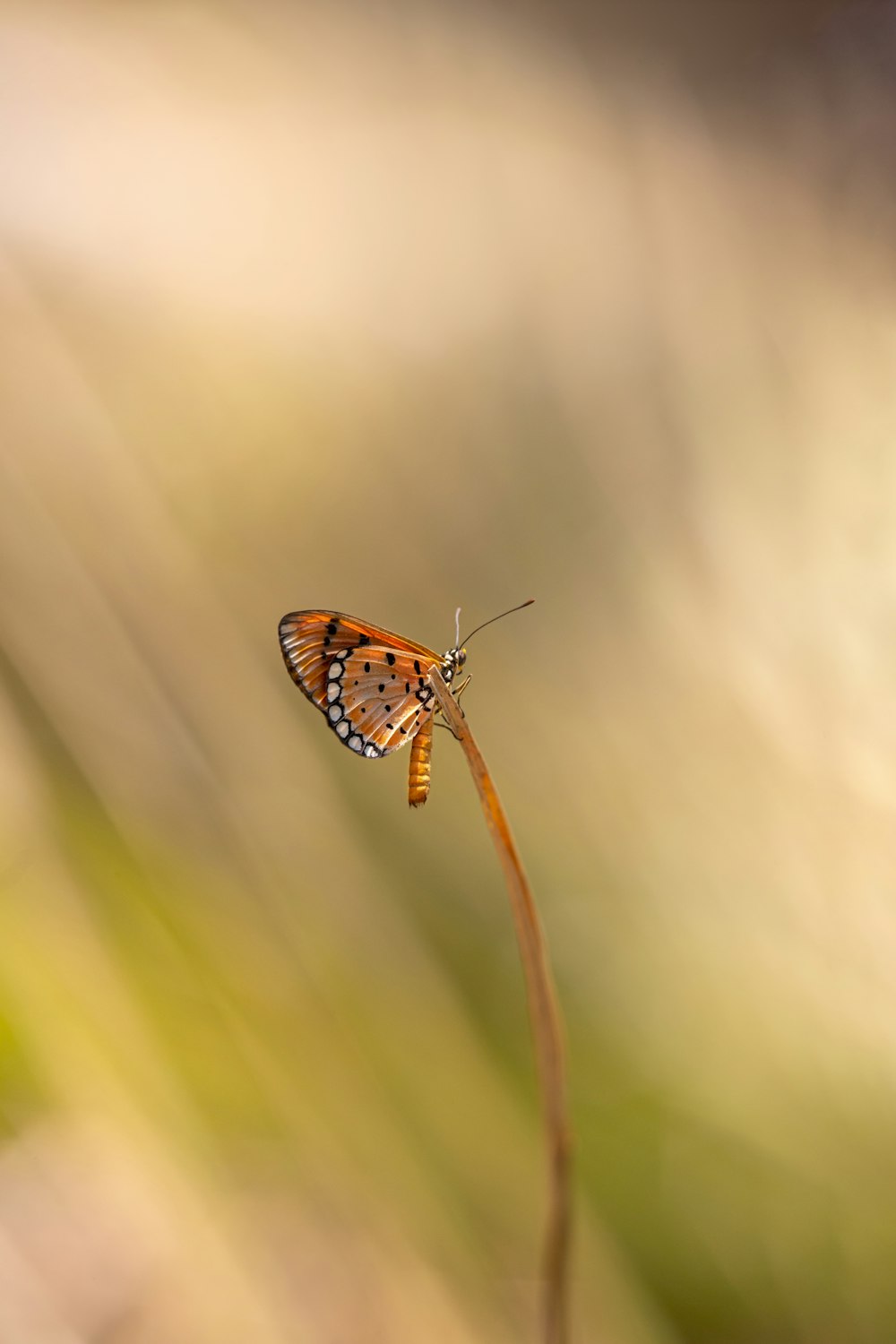 a small butterfly sitting on top of a plant