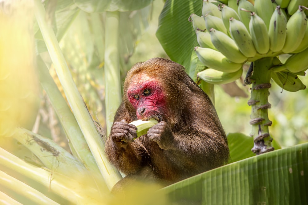 a monkey sitting in a tree eating a banana