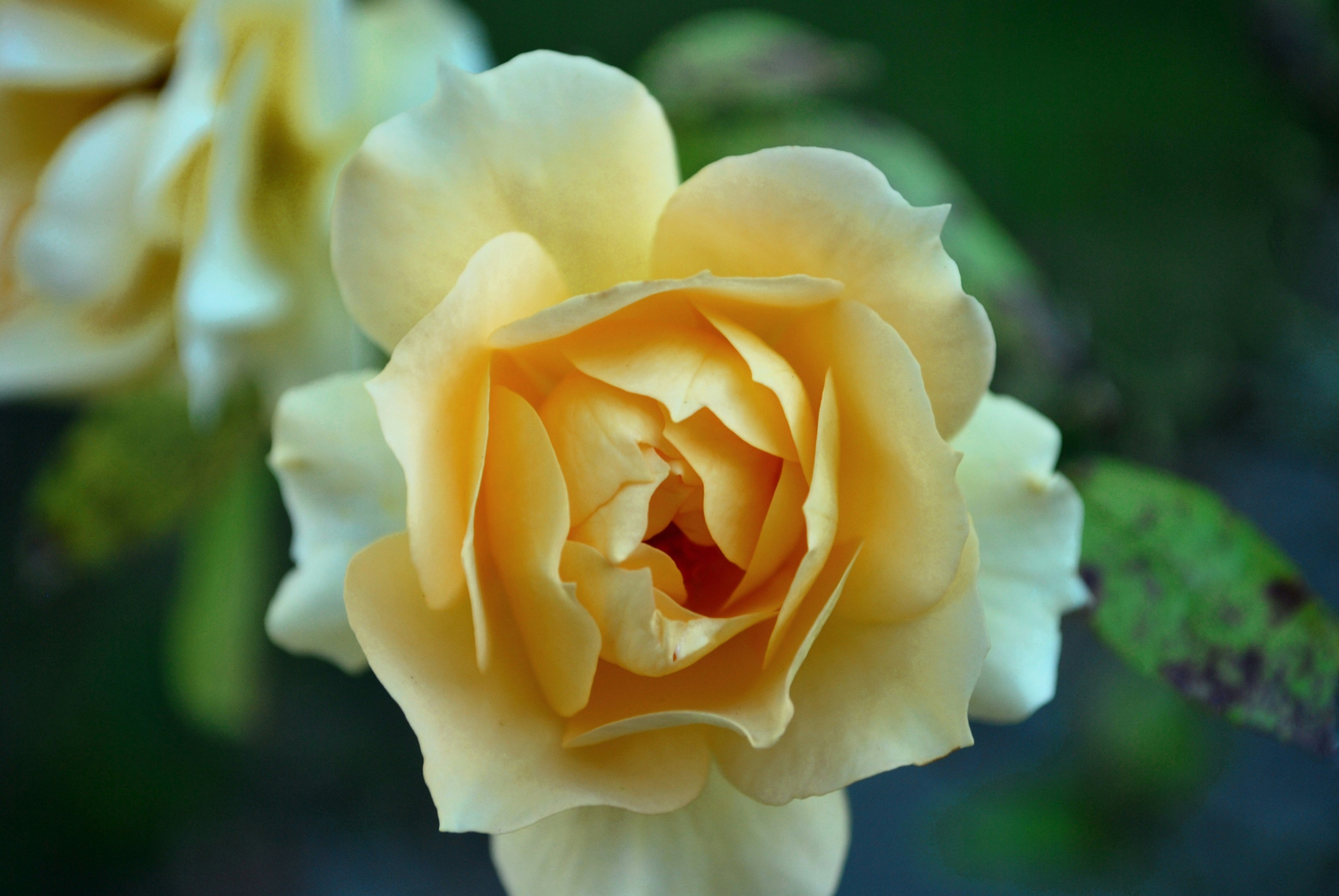 Photo by jungle_nymph