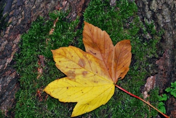a leaf laying on the ground next to a tree