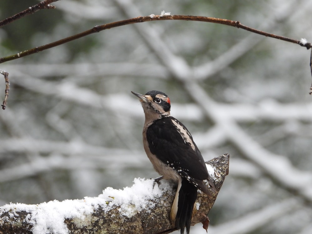 a bird sitting on a branch in the snow