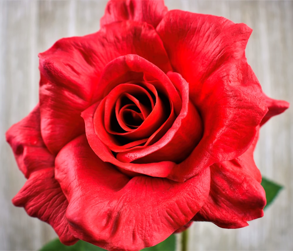 um close up de uma rosa vermelha em uma mesa