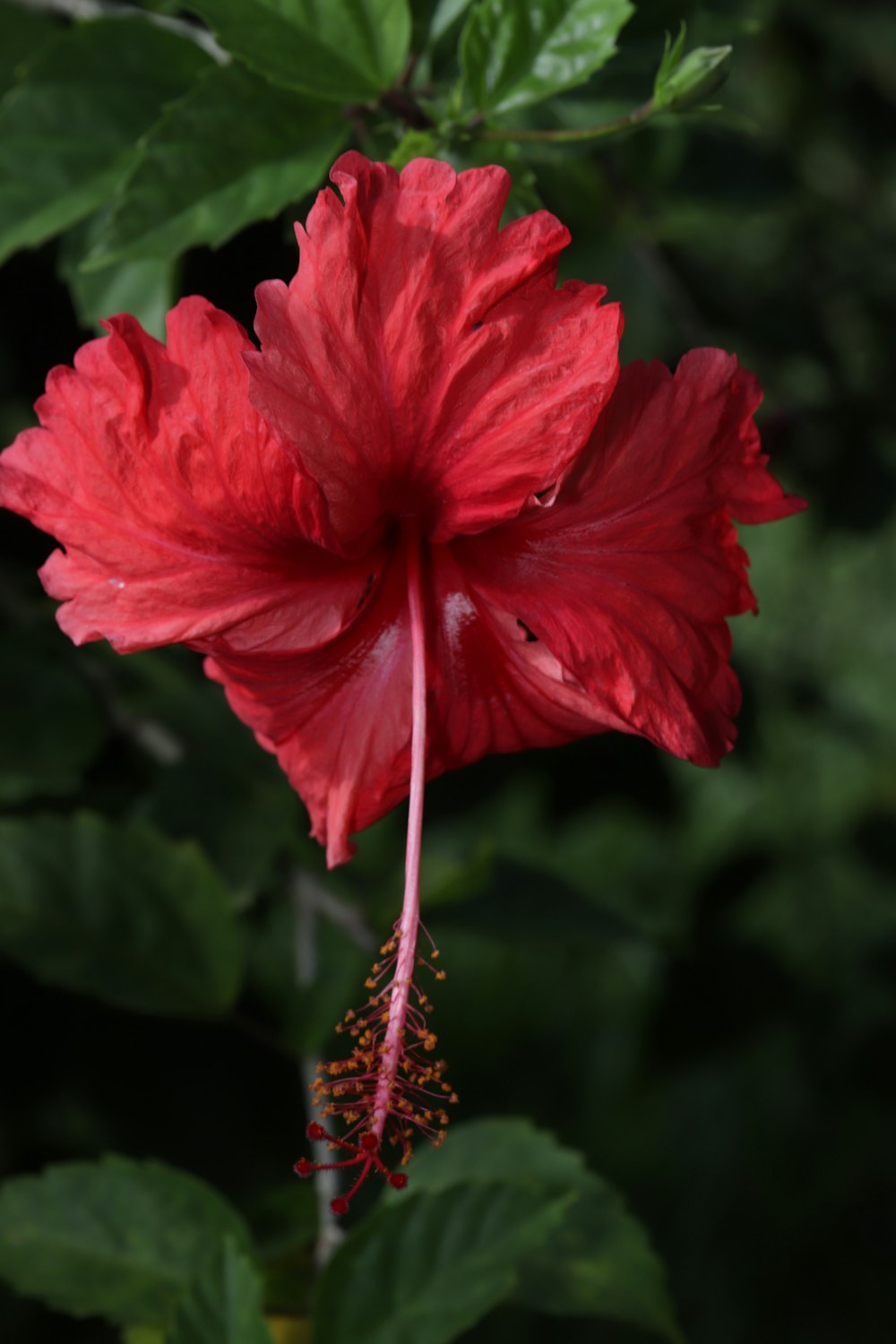 a red flower with green leaves in the background