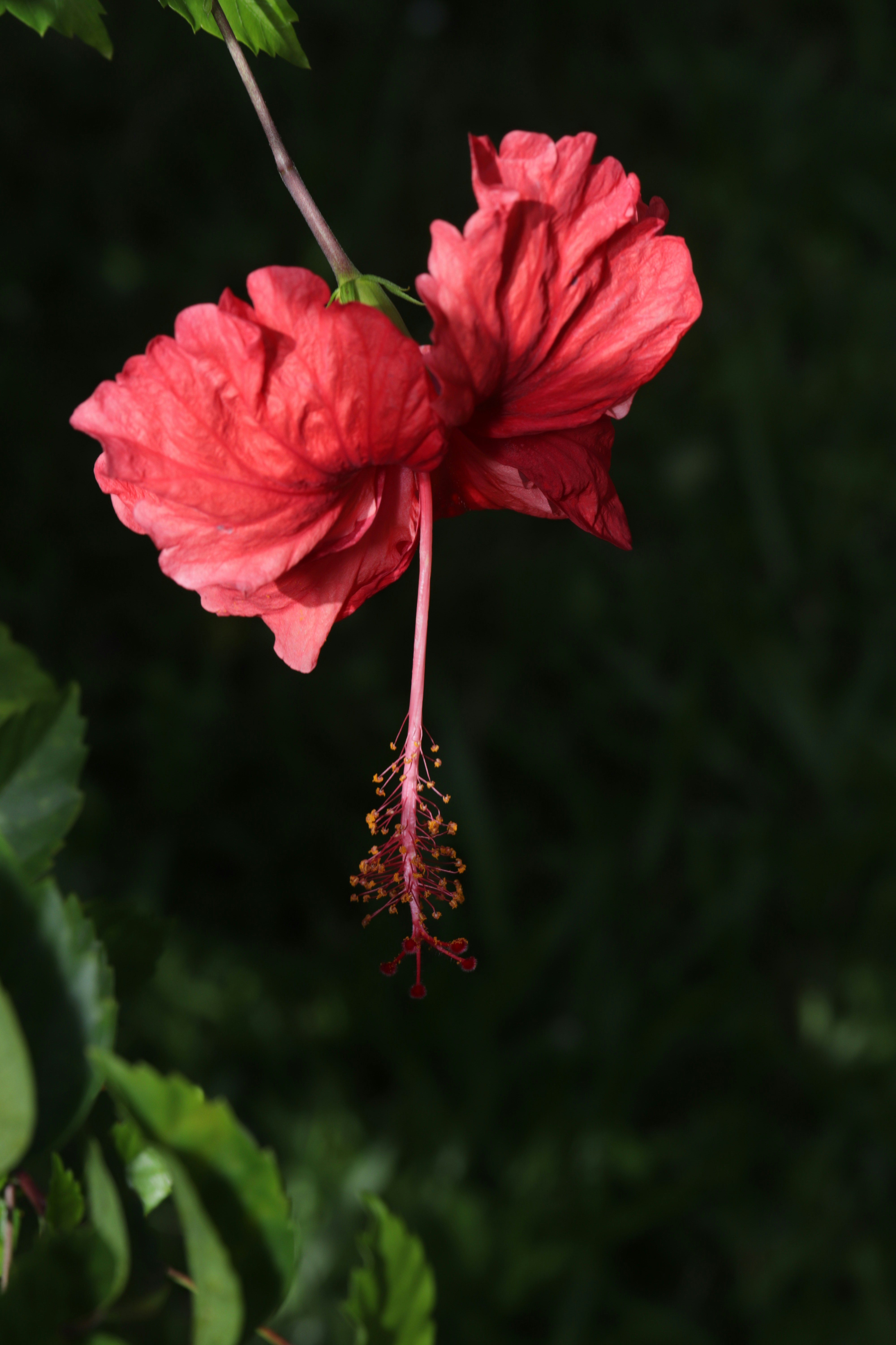 A red flower is hanging from a branch photo – Free Plant Image on Unsplash
