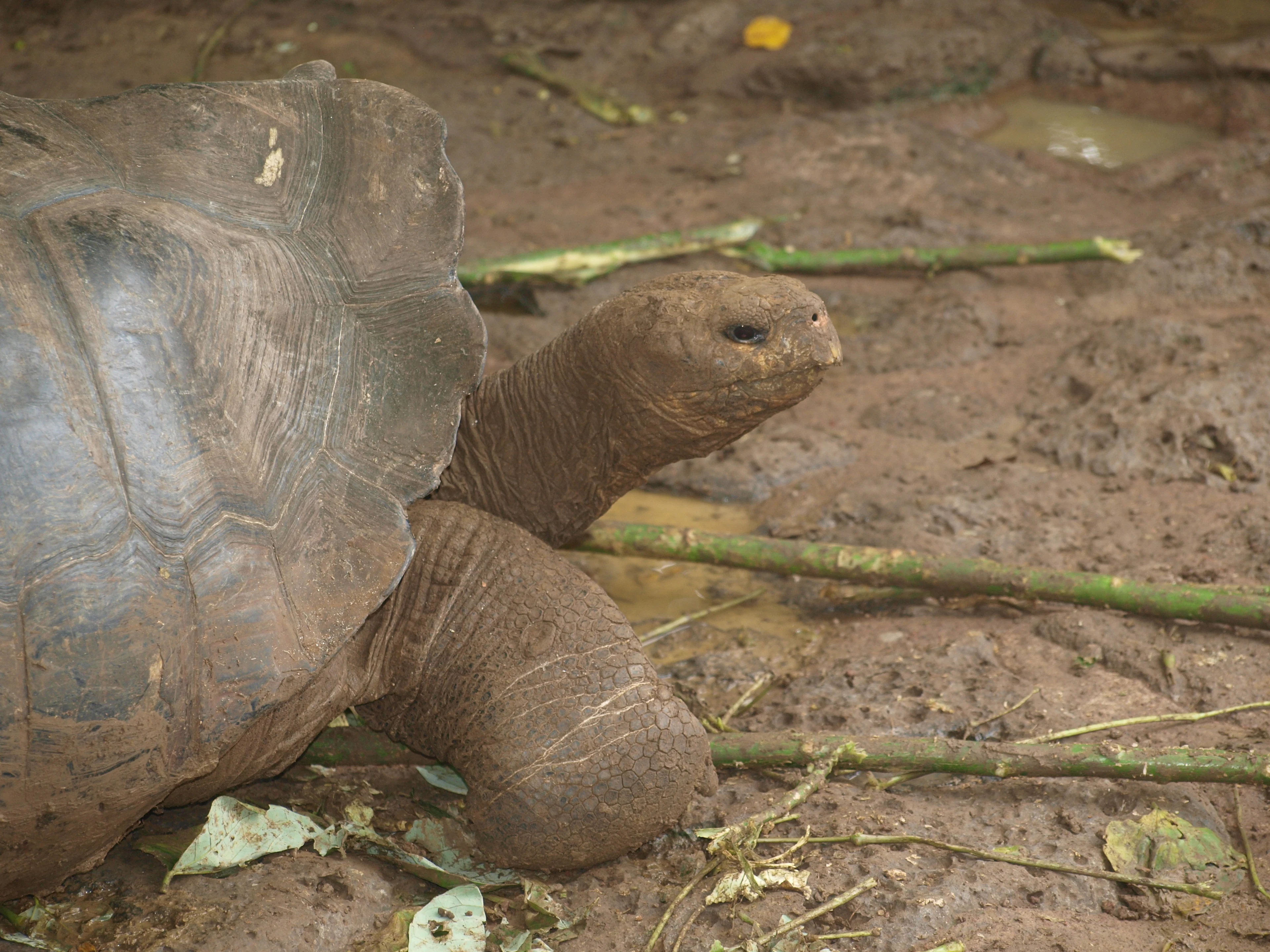 A giant Galápagos tortoise walking across the ground on San Cristóbal Island, Galápagos