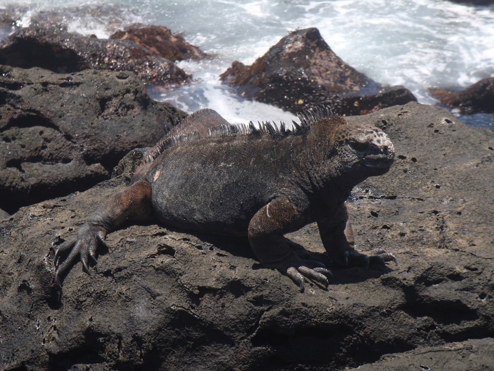 an iguana sitting on a rock near the ocean
