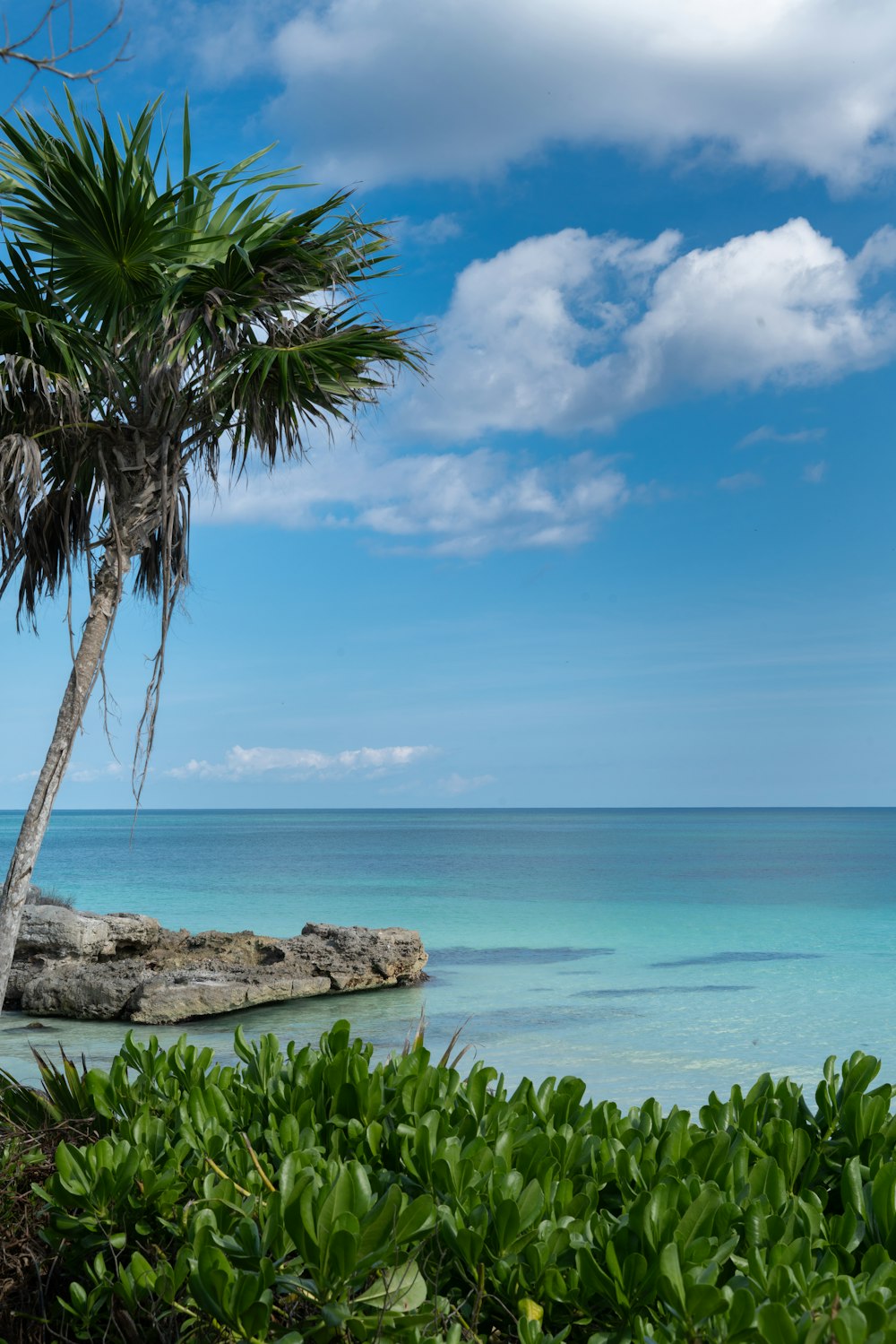 a palm tree on the shore of the ocean