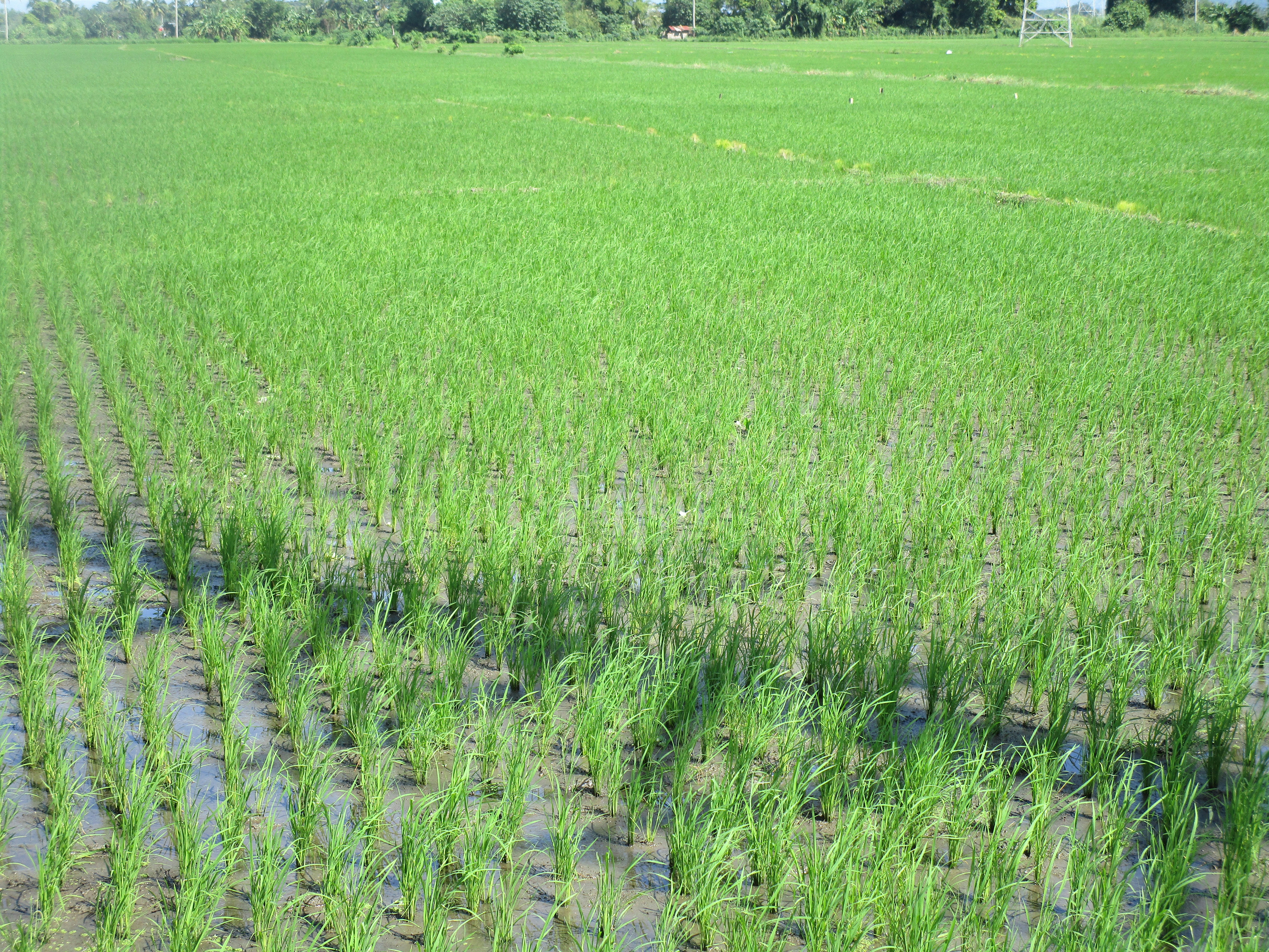 Vast Kuttanad paddy fields stretching to the horizon — lush green rice paddies of Kerala, the rice bowl of India