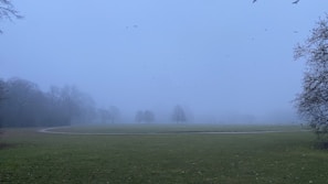 Wildlife glimpsed at dusk in a misty national park.