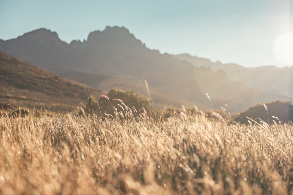 a grassy field with mountains in the background