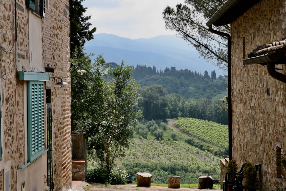 an alley way with a view of a vineyard