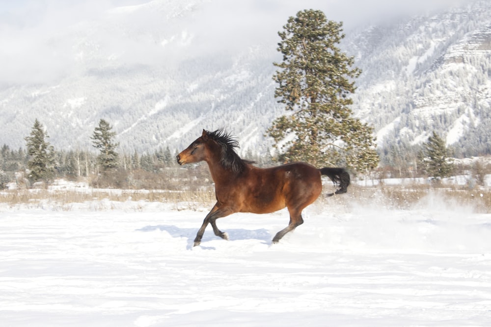 a horse running in the snow in front of a mountain