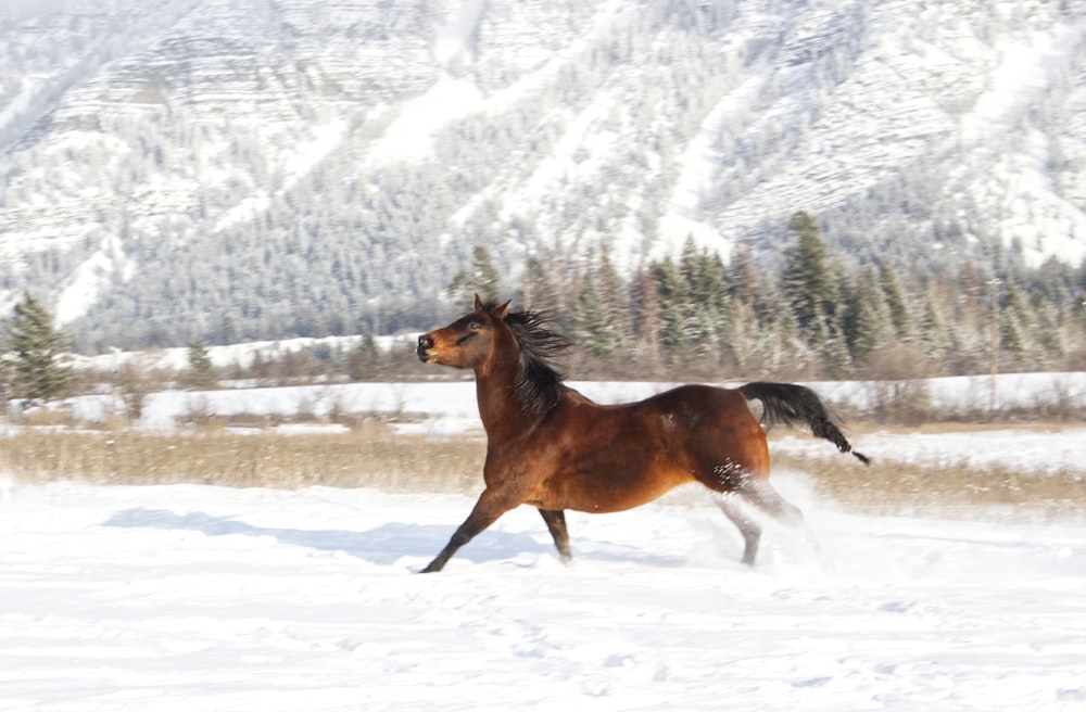 a horse running in the snow in front of a mountain