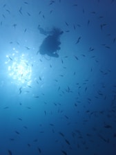 A scuba diver is silhouetted against the bright sunlight filtering through the water, surrounded by numerous small fish. The image is taken underwater and conveys a sense of depth and tranquility.