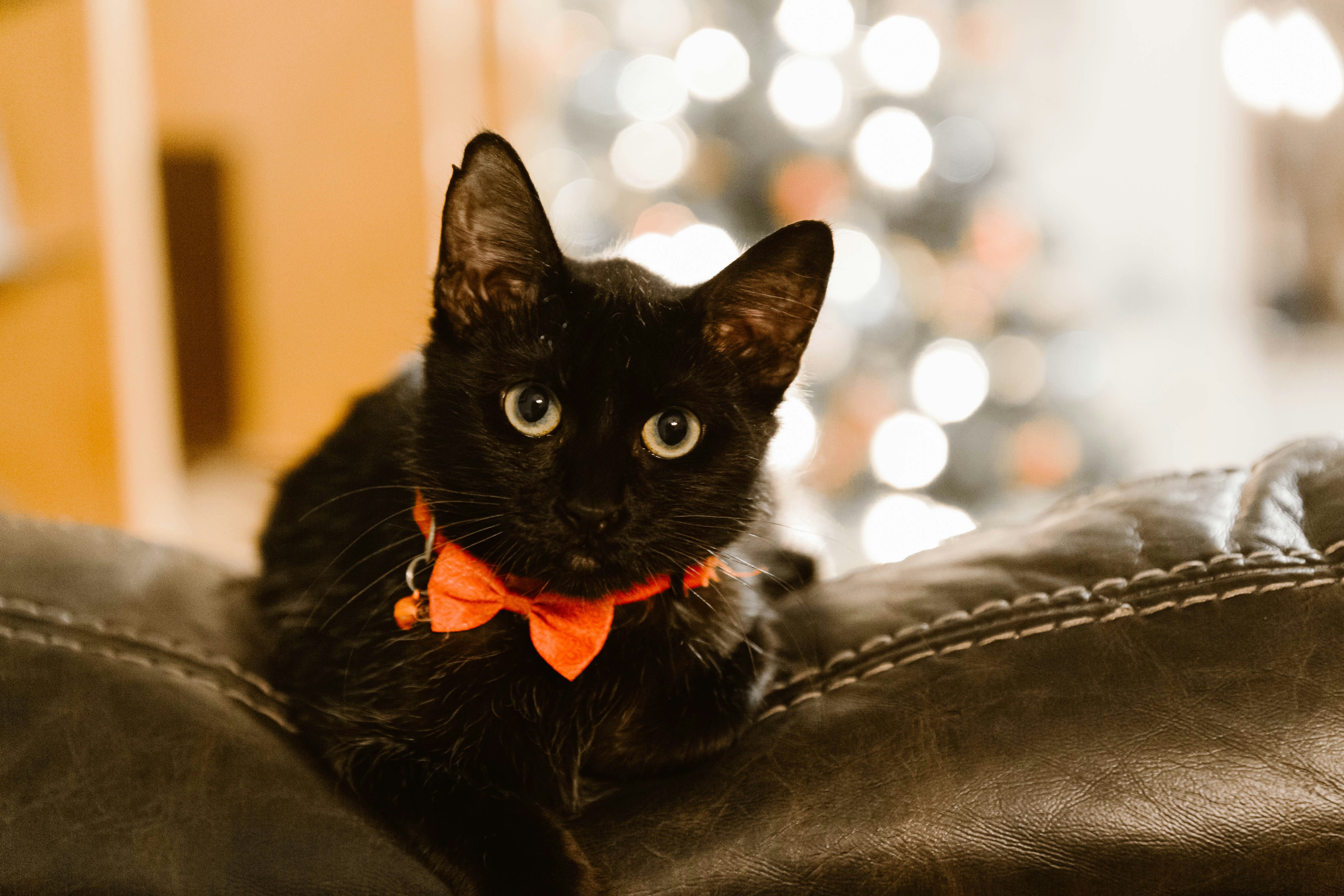 ソファに座っている蝶ネクタイの黒猫の写真 – Unsplashの猫の無料画像
