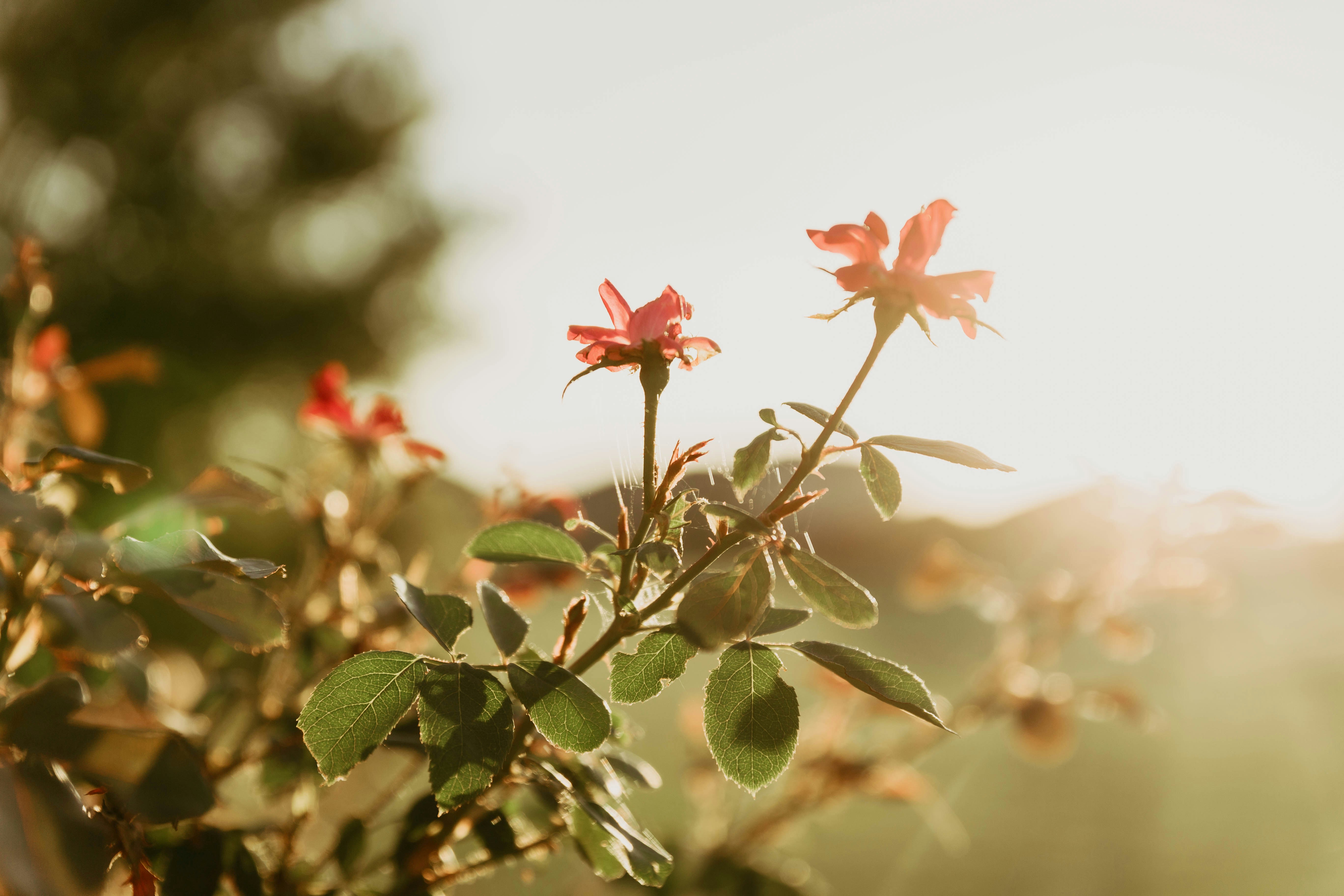 Photo by benignohoyuela