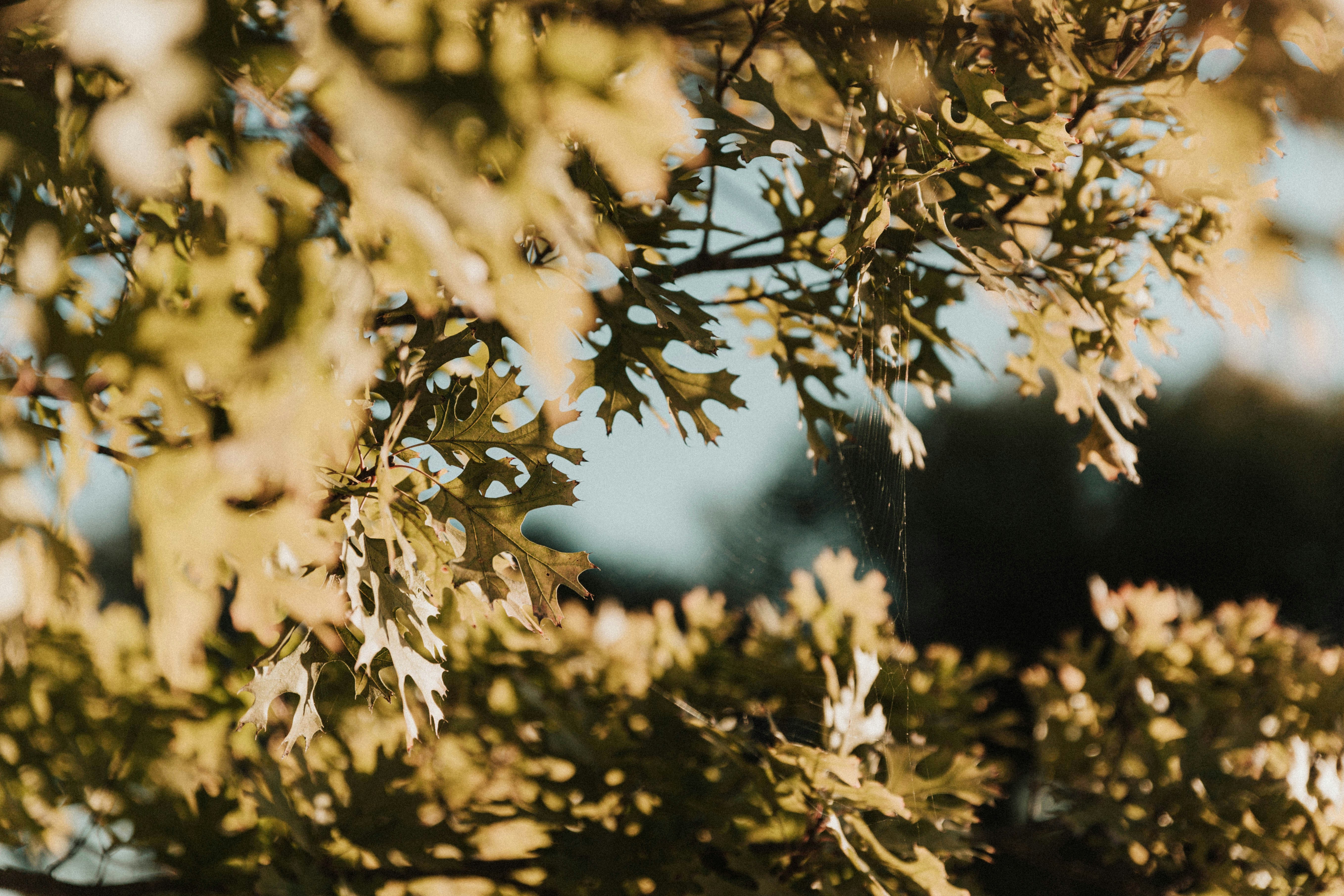 Photo by benignohoyuela