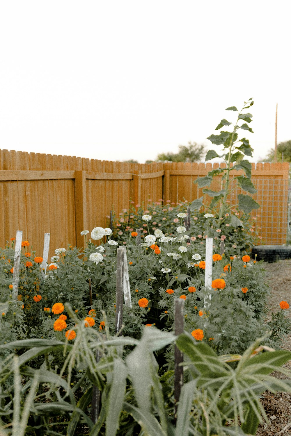 a garden filled with lots of flowers next to a wooden fence