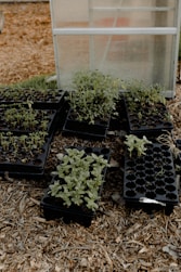 a bunch of plants that are in a pot