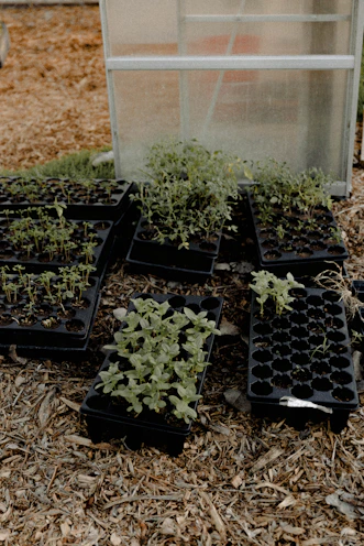 a bunch of plants that are in a pot