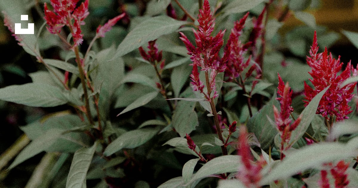 Un buisson avec des fleurs rouges devant une clôture en bois photo ...