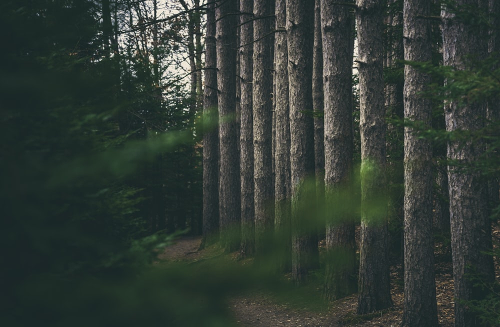 a man riding a bike through a forest