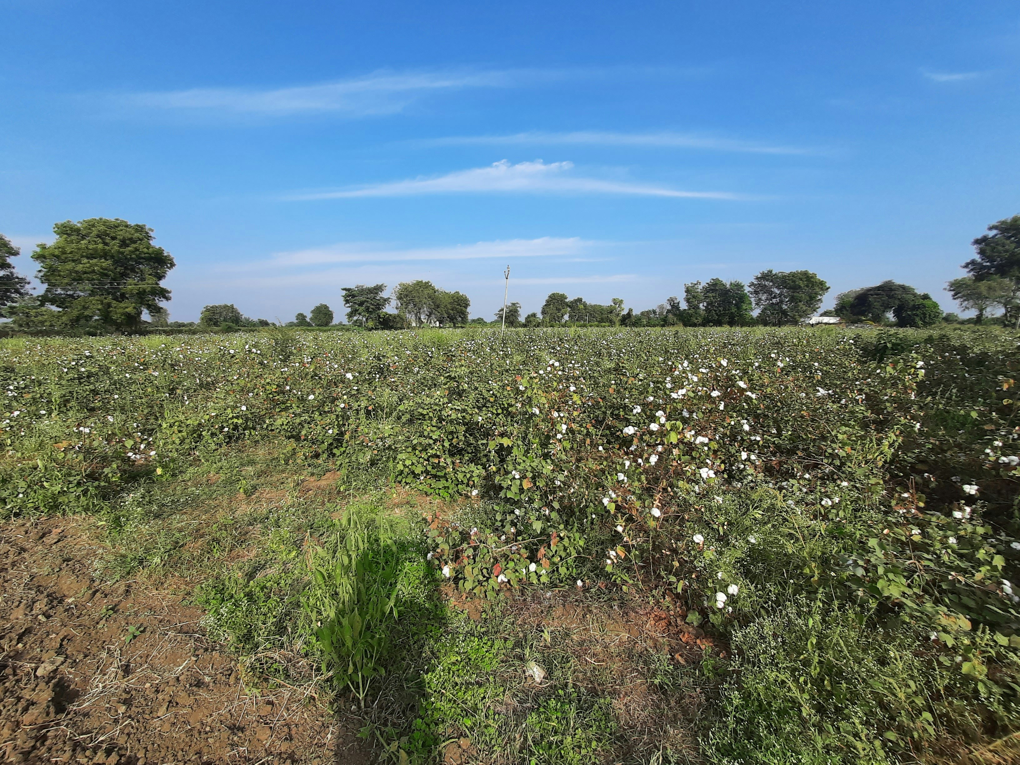 Vast open cotton field under bright blue sky with rows of white cotton bolls
