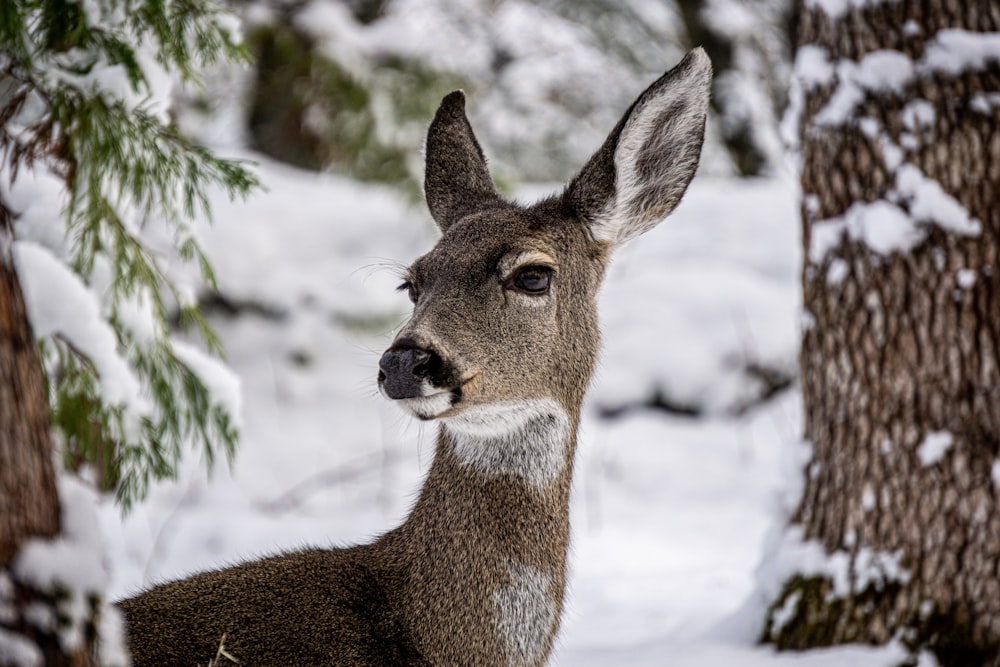 a close up of a deer near a tree