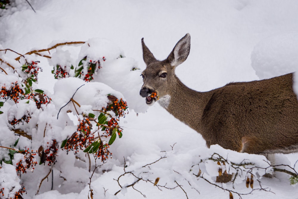 Ein Reh steht im Schnee und frisst Beeren