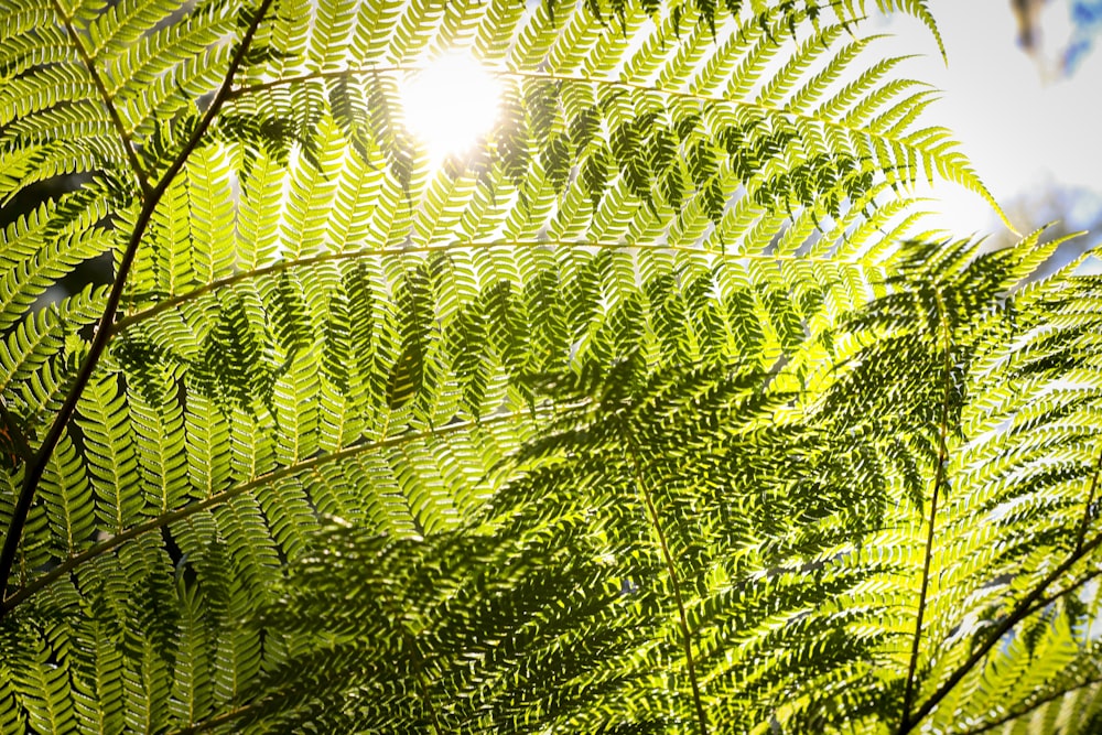 the sun shines through the green leaves of a tree