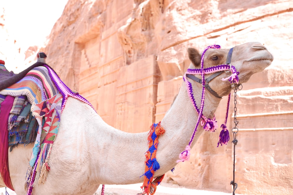 a camel with a colorful blanket on it's back