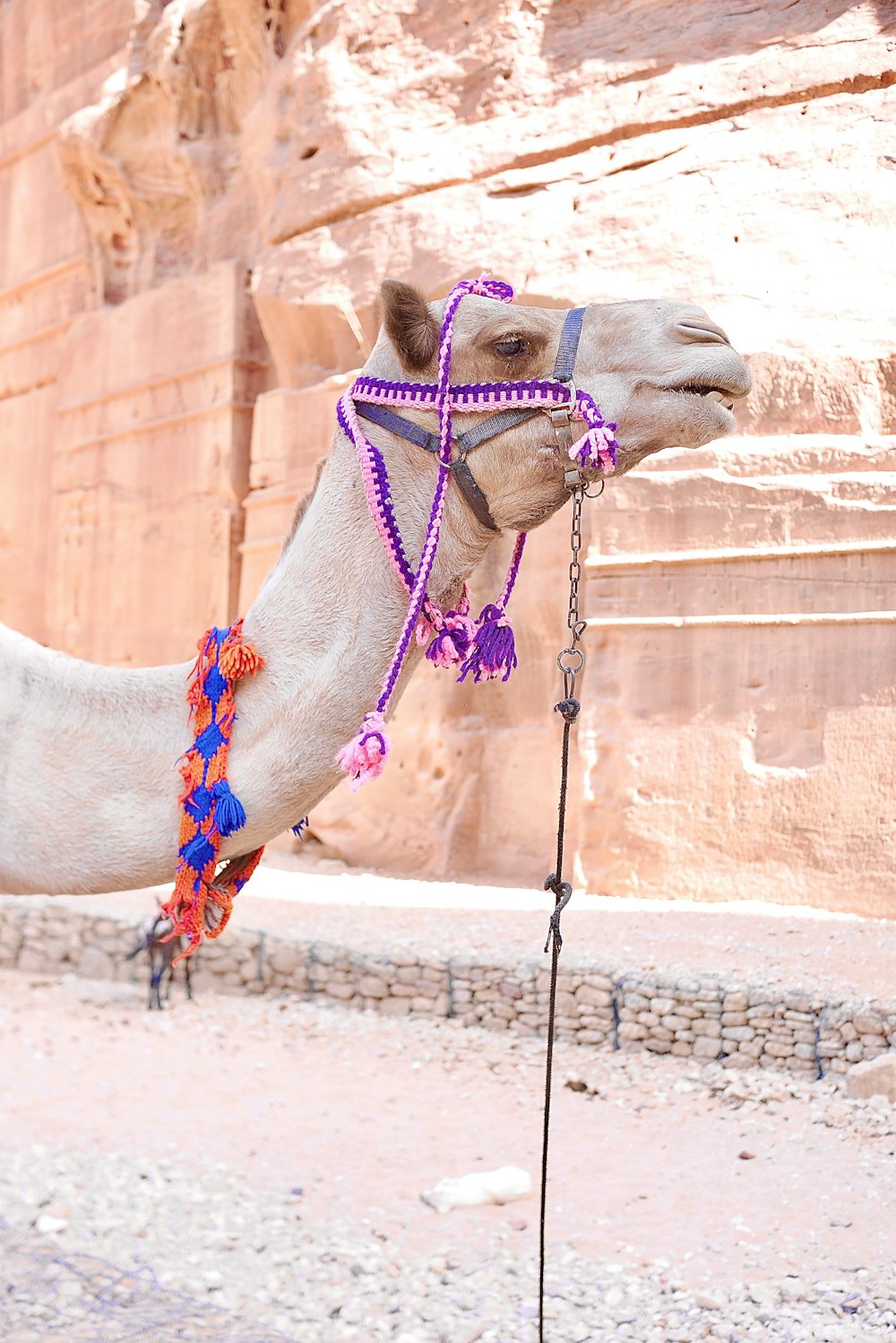 a camel wearing a colorful head piece in front of a stone wall