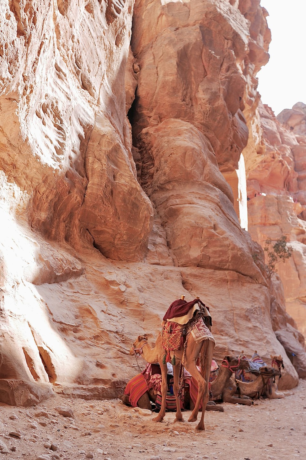 a camel standing in front of a rock formation